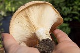 Lactarius psammicola image
