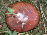 Suillus luteus image