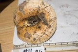 Lactarius psammicola image