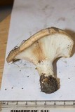 Lactarius psammicola image