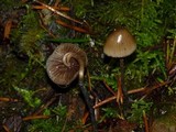 Psilocybe pelliculosa image
