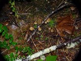 Psilocybe pelliculosa image