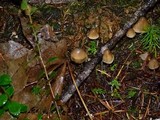 Psilocybe pelliculosa image