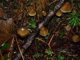 Psilocybe pelliculosa image