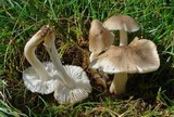 Image of Dermolomopsis fornicata