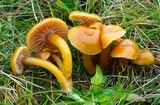 Hygrocybe laeta var. laeta image
