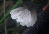 Bolbitius reticulatus image