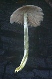 Bolbitius reticulatus image