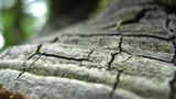 Phellinus tremulae image