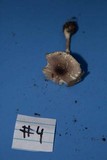 Leucoagaricus rubrotinctus image