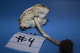 Leucoagaricus rubrotinctus image