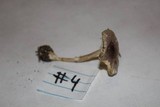 Leucoagaricus rubrotinctus image