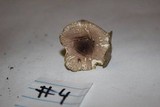 Leucoagaricus rubrotinctus image