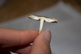 Leucoagaricus rubrotinctus image