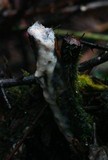 Fusicolla merismoides image