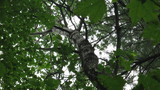 Phellinus tremulae image