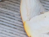 Amanita persicina image