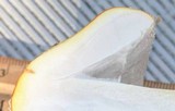 Amanita persicina image