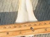 Amanita persicina image