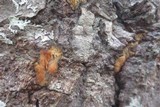 Radulodon copelandii image