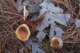 Hygrophoropsis aurantiaca image
