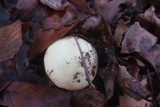 Amanita citrina var. lavendula image