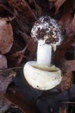 Amanita citrina var. lavendula image