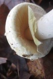 Amanita citrina var. lavendula image