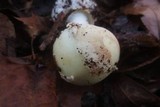 Amanita citrina var. lavendula image