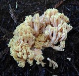 Ramaria formosa image