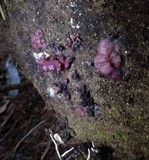 Ascocoryne sarcoides image