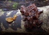 Phaeotremella frondosa image