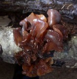 Phaeotremella frondosa image
