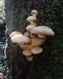 Gymnopilus ventricosus image