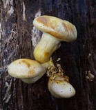 Gymnopilus ventricosus image