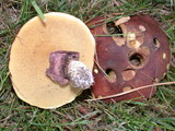 Suillus luteus image
