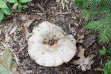 Lactarius helvus image