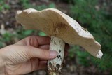 Lactarius helvus image