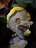 Hypomyces microspermus image