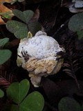 Hypomyces microspermus image