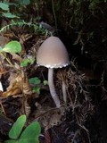 Psathyrella longipes image