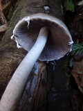 Psathyrella longipes image