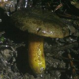 Phylloporus arenicola image