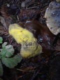Dicranophora fulva image