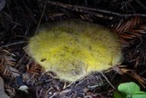 Dicranophora fulva image