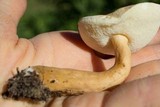 Gyroporus castaneus image