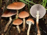 Leratiomyces squamosus var. thraustus image