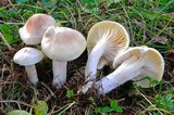 Hygrophorus queletii image
