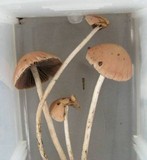 Psathyrella corrugis image