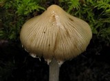 Inocybe sororia image